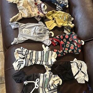 Yellow and Gray Dog Clothing & Accessories